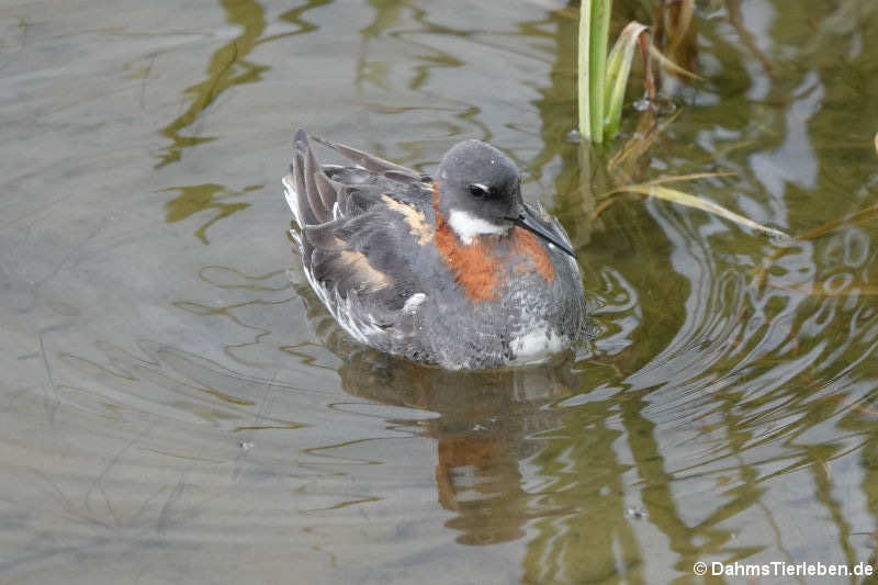 weibliches Odinshühnchen (Phalaropus lobatus)