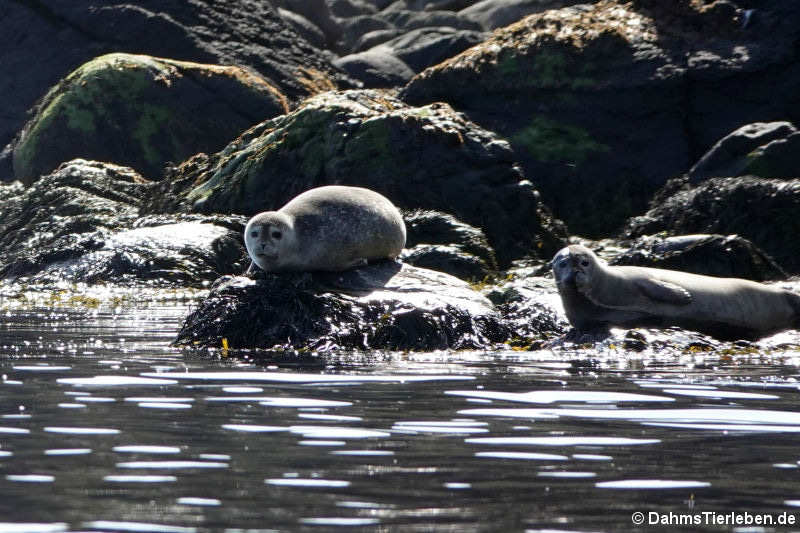 Seehunde (Phoca vitulina vitulina)