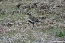 Goldregenpfeifer (Pluvialis apricaria) auf der Halbinsel Reykjanesskagi im Südwesten von Island