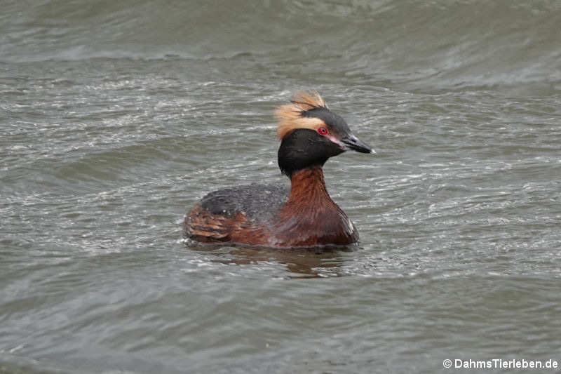 Ohrentaucher (Podiceps auritus auritus)