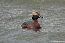 Ohrentaucher (Podiceps auritus auritus) in Akureyri, Island