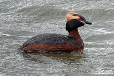 Ohrentaucher (Podiceps auritus auritus) in Akureyri, Island