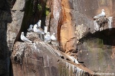 Dreizehenmöwen (Rissa tridactyla tridactyla) in Seydisfjördur, Island