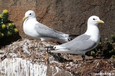 Dreizehenmöwen (Rissa tridactyla tridactyla) in Seydisfjördur, Island