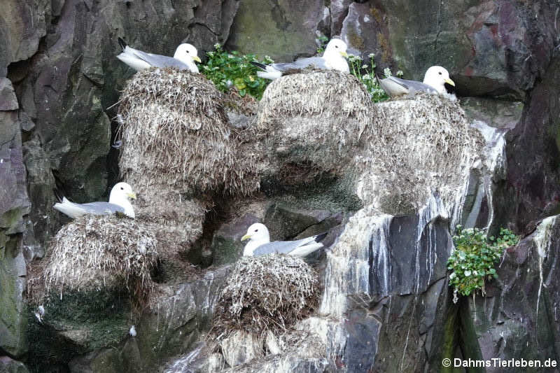 Rissa tridactyla tridactyla-5