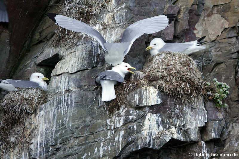 Rissa tridactyla tridactyla-6