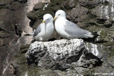 Dreizehenmöwen (Rissa tridactyla tridactyla) in Seydisfjördur, Island