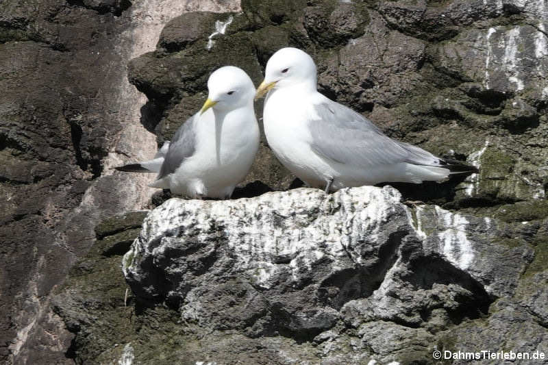 Dreizehenmöwen (Rissa tridactyla)