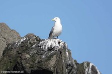 Dreizehenmöwe (Rissa tridactyla tridactyla) in Seydisfjördur, Island