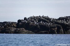 Dreizehenmöwen (Rissa tridactyla tridactyla) in Seydisfjördur, Island