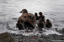 weibliche Eiderente mit Küken (Somateria mollissima borealis) in Akureyri, Island