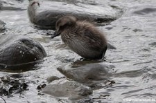 Eiderenten-Küken (Somateria mollissima borealis) in Akureyri, Island