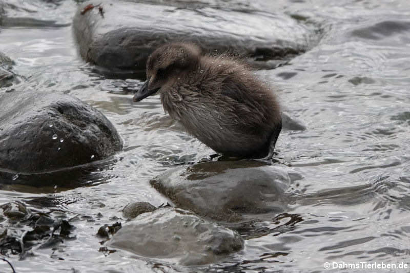 Somateria mollissima borealis-3
