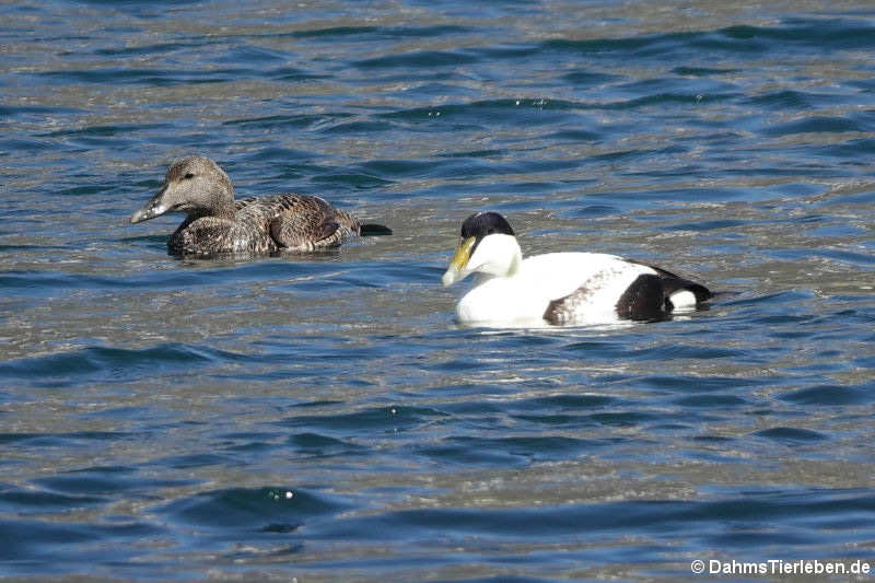 Somateria mollissima borealis-5