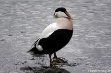 männliche Eiderente (Somateria mollissima borealis) in Akureyri, Island