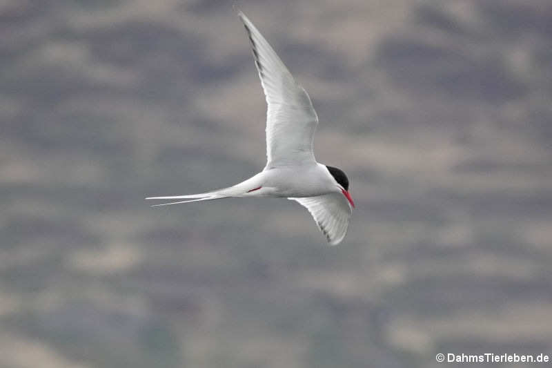 Sterna paradisaea-3