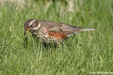 Rotdrossel (Turdus iliacus coburni) in Seydisfjördur, Island