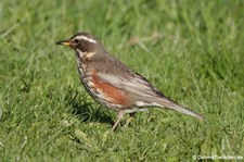 Rotdrossel (Turdus iliacus coburni) in Seydisfjördur, Island