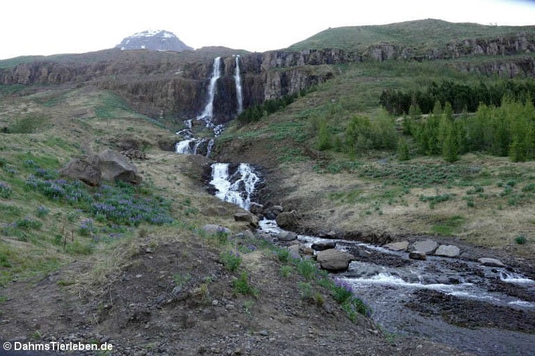 Wasserfall in Seydisfjördur