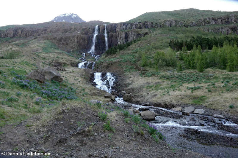 Wasserfall in Seydisfjördur