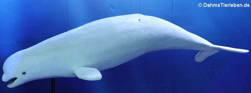 Weißwal oder Beluga (Delphinapterus leucas)