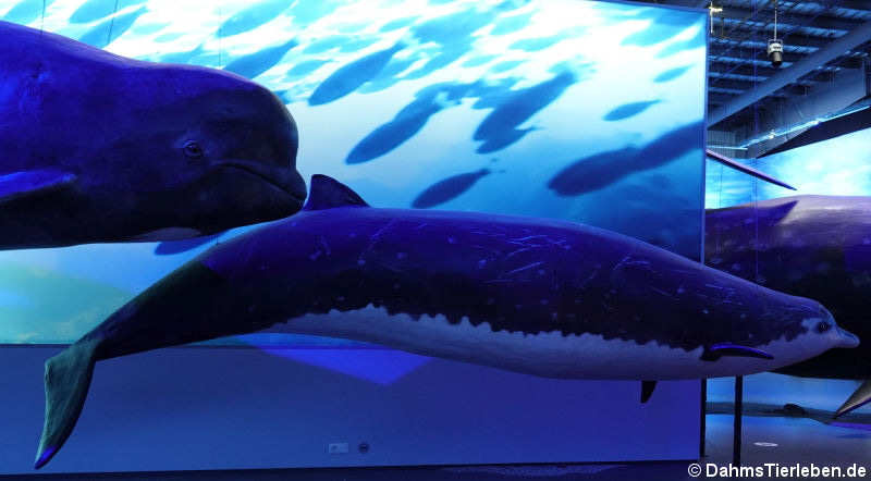 Blainville-Schnabelwal (Mesoplodon densirostris), oben links der Kopf eines Grindwals