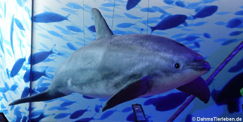 Großer Tümmler (Tursiops truncatus)