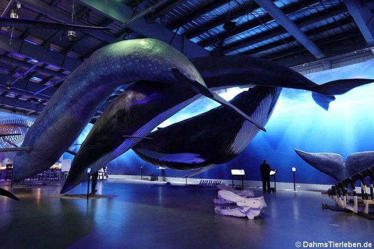 Ausstellungshalle im Museum Whales of Iceland