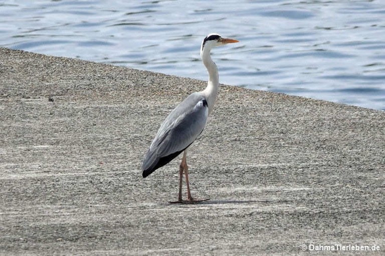 Ardea cinerea jouyi