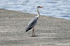 Südostasiatischer Graureiher (Ardea cinerea jouyi)
in Kagoshima, Japan Ardea cinerea jouyi-1