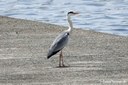 Ardea cinerea jouyi