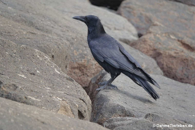 Östliche Rabenkrähe Corvus corone orientalis-2
