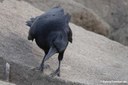 Corvus corone orientalis