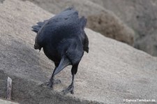 Corvus corone orientalis-1