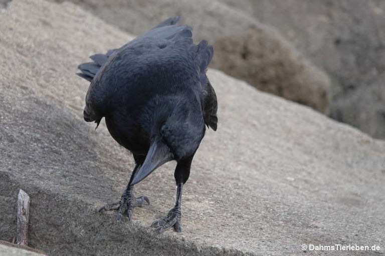 Corvus corone orientalis