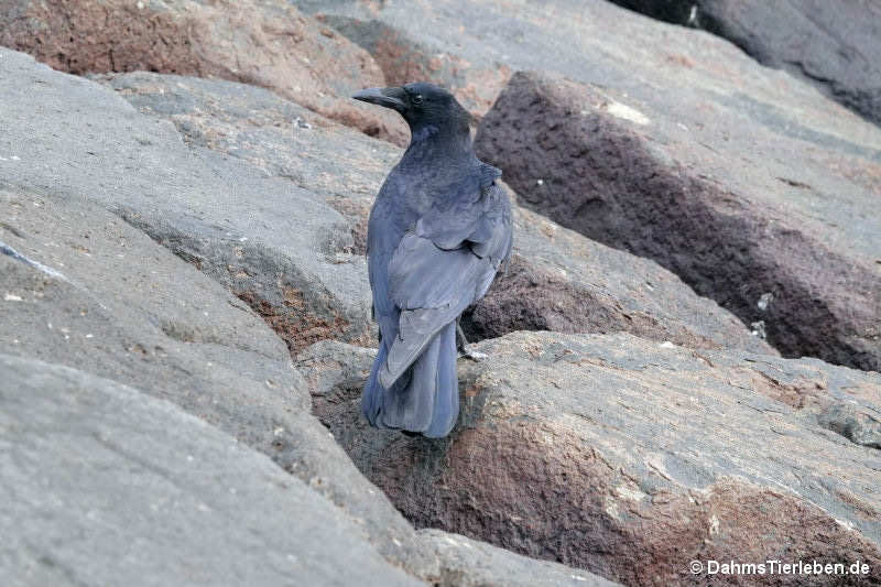 Östliche Rabenkrähe Corvus corone orientalis-3