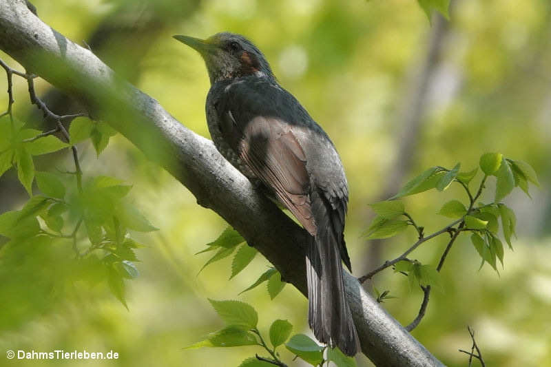 Hypsipetes amaurotis-1