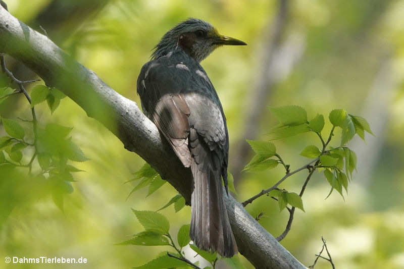 Hypsipetes amaurotis-2