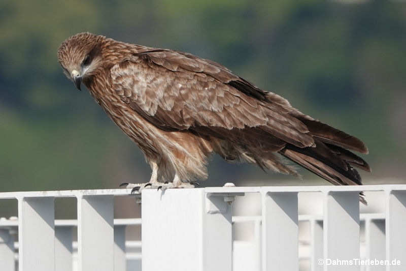 Östlicher Schwarzmilan Milvus migrans lineatus-3