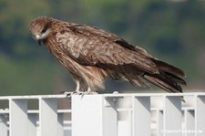 Milvus migrans lineatus-2