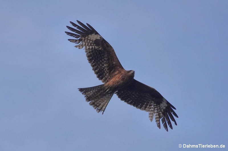 Östlicher Schwarzmilan Milvus migrans lineatus-4