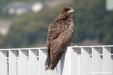 Milvus migrans lineatus-1