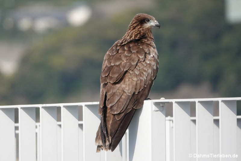 Milvus migrans lineatus