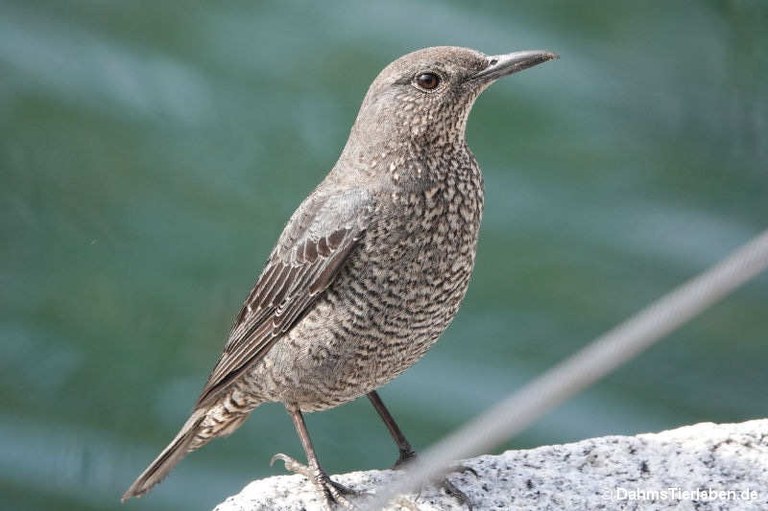 Monticola solitarius philippensis