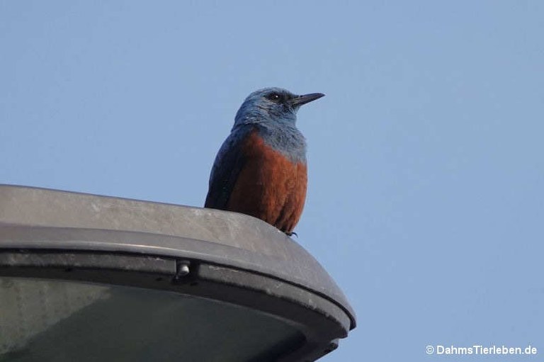 Monticola solitarius philippensis