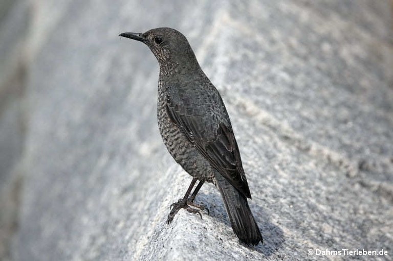 Monticola solitarius philippensis