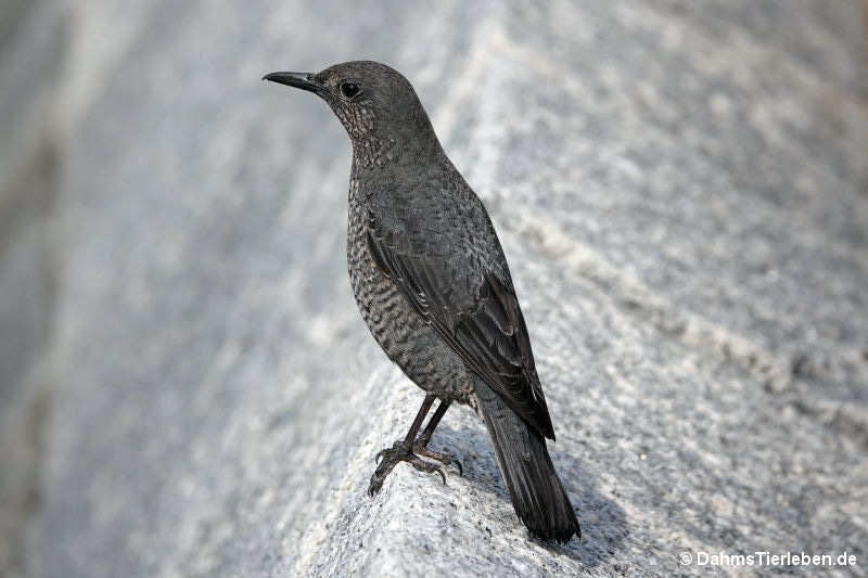 Monticola solitarius philippensis