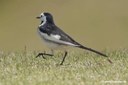 Motacilla alba leucopsis
