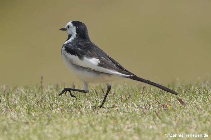 Motacilla alba leucopsis