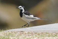 Chinesische Weiße Bachstelze (Motacilla alba leucopsis)
in Kagoshima, Japan Motacilla alba leucopsis-2